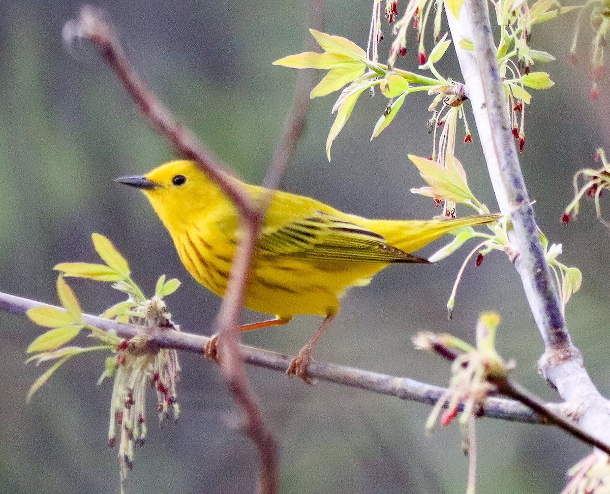 Yellow Warbler - ML634289141