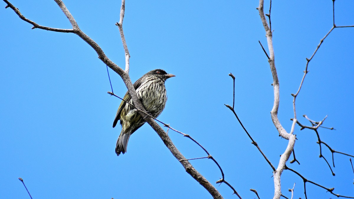 Palmchat - ML634289167