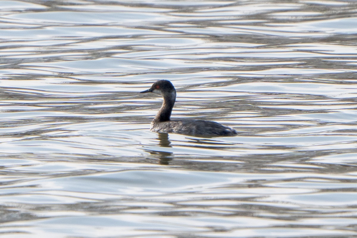 Eared Grebe - ML634289170