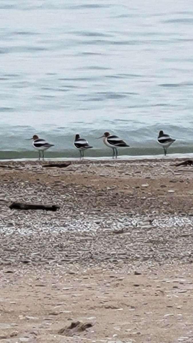 American Avocet - ML634289172