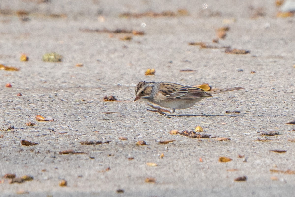 Clay-colored Sparrow - ML634289173