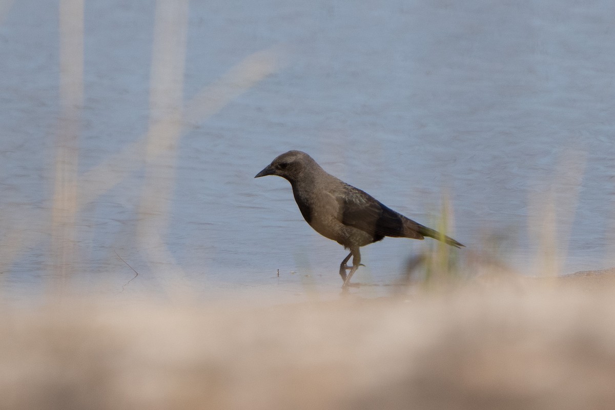 Brewer's Blackbird - ML634289195