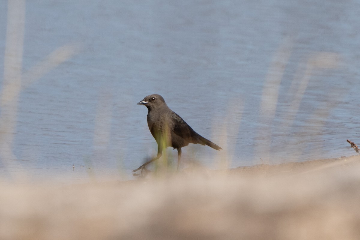 Brewer's Blackbird - ML634289196