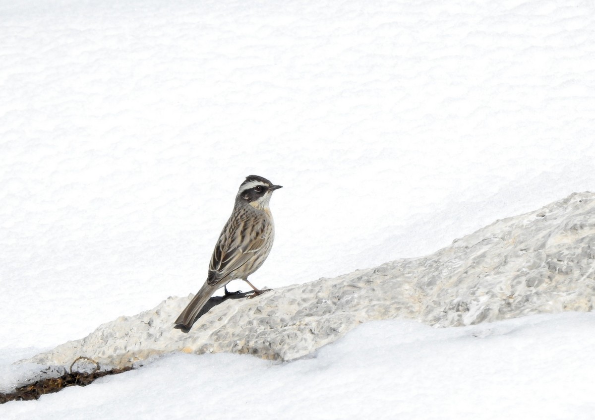 Radde's Accentor - ML634289263