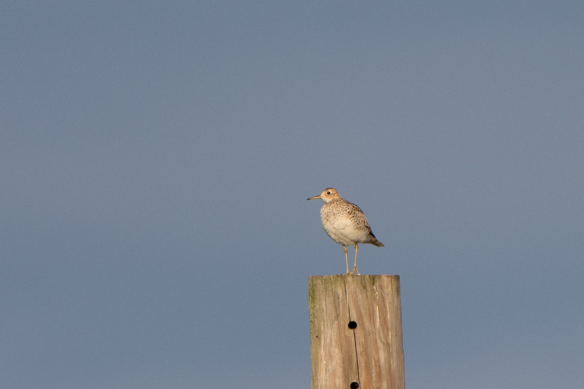 Upland Sandpiper - ML634289269