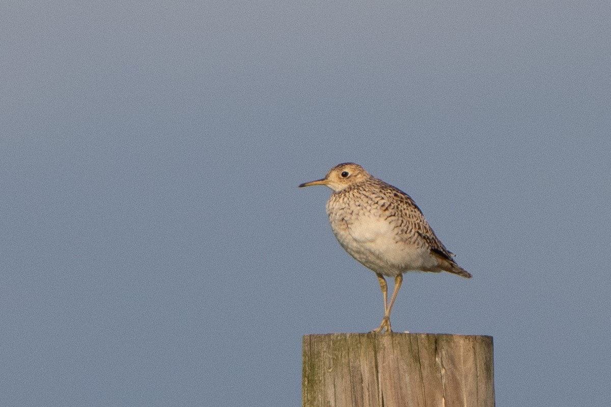 Upland Sandpiper - ML634289270