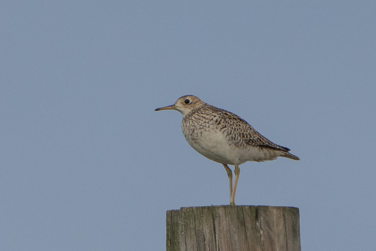 Upland Sandpiper - ML634289271