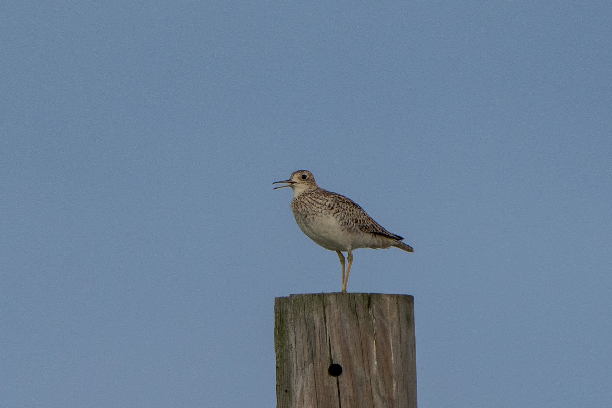 Upland Sandpiper - ML634289272