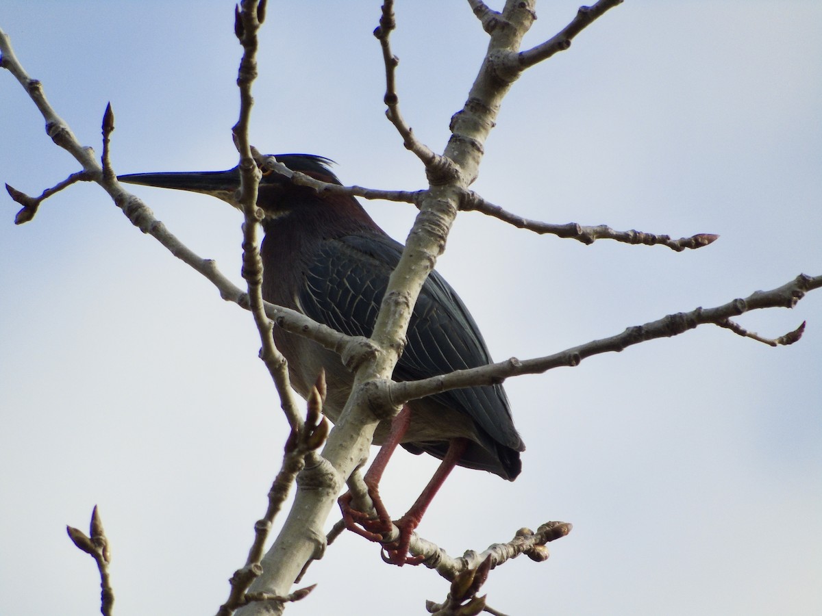 Green Heron - ML634289315