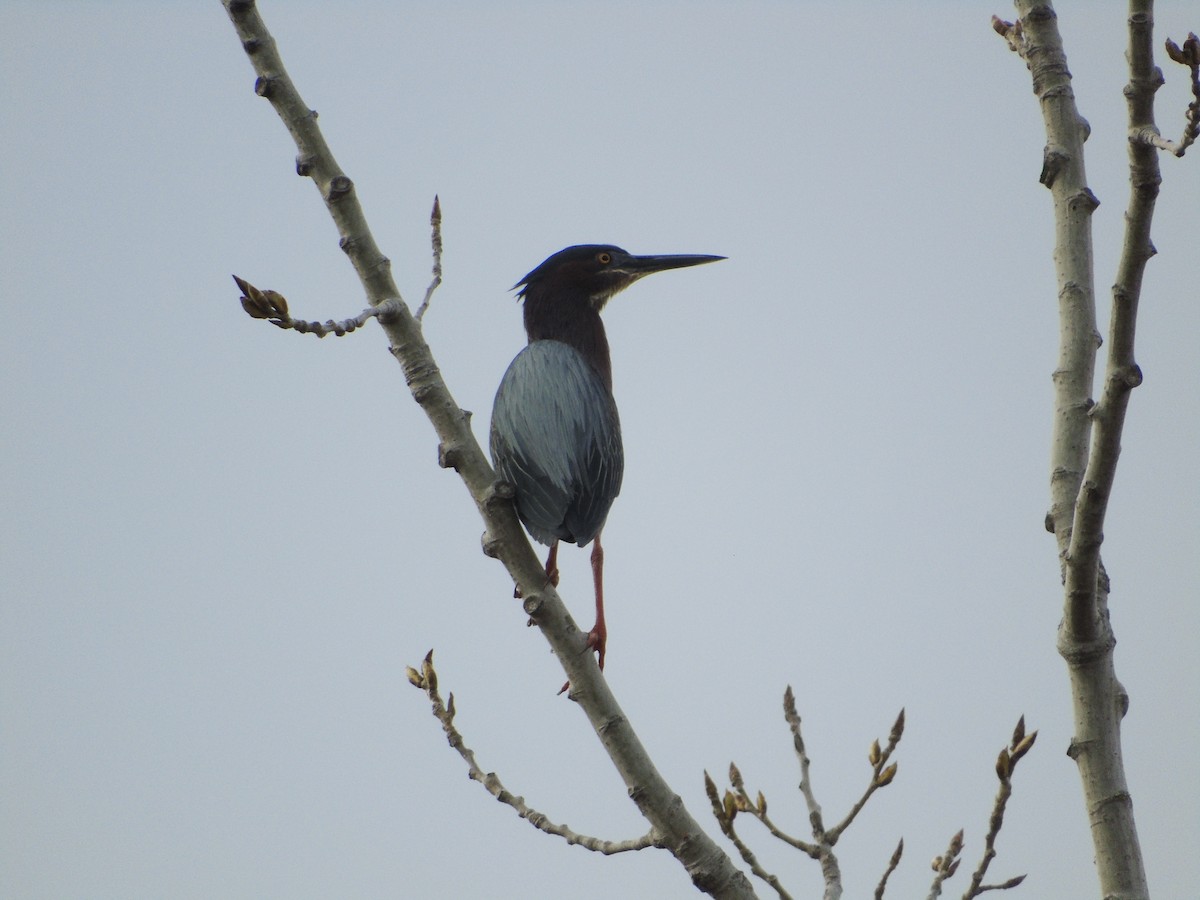 Green Heron - ML634289317
