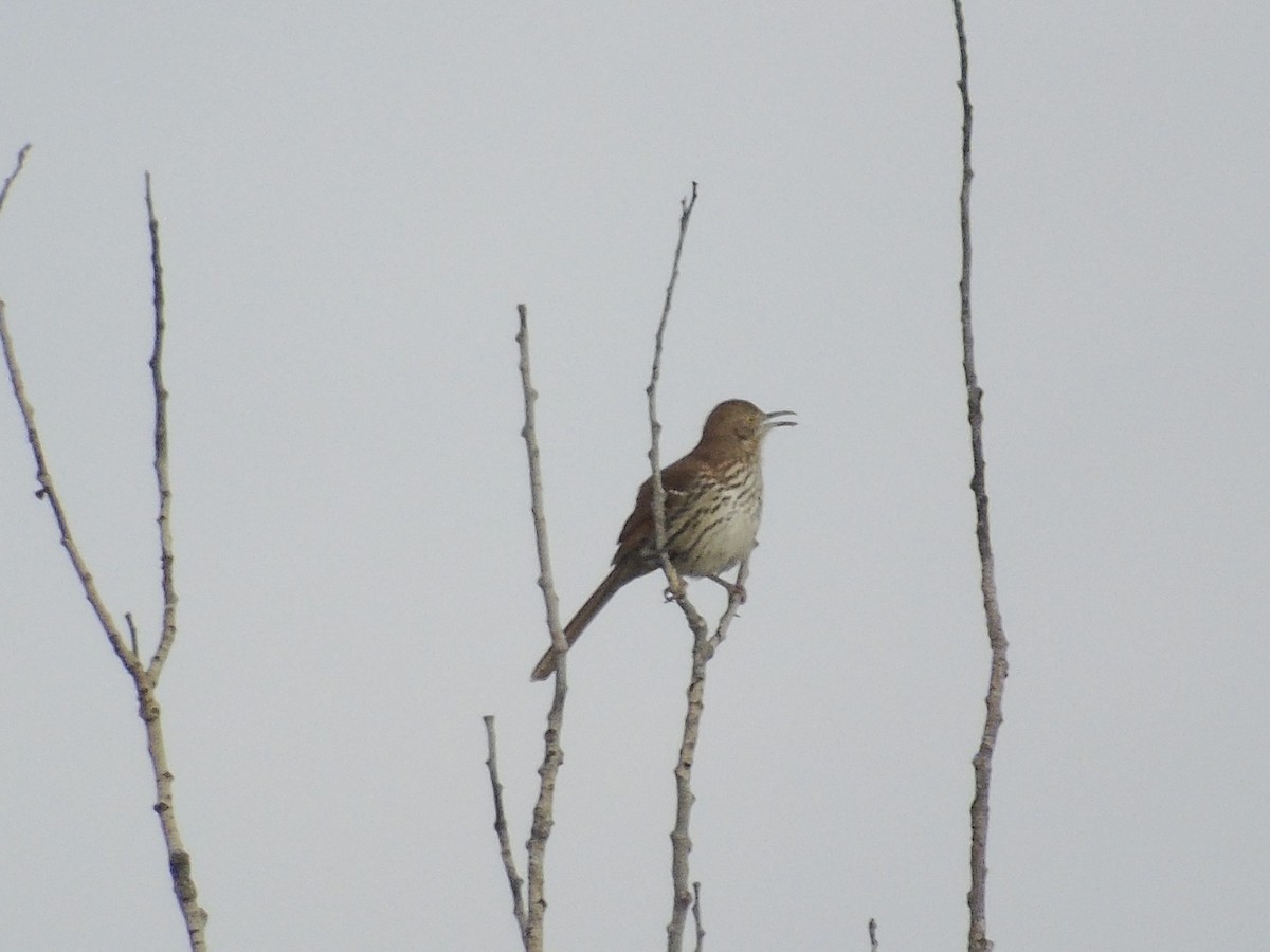 Brown Thrasher - ML634289330