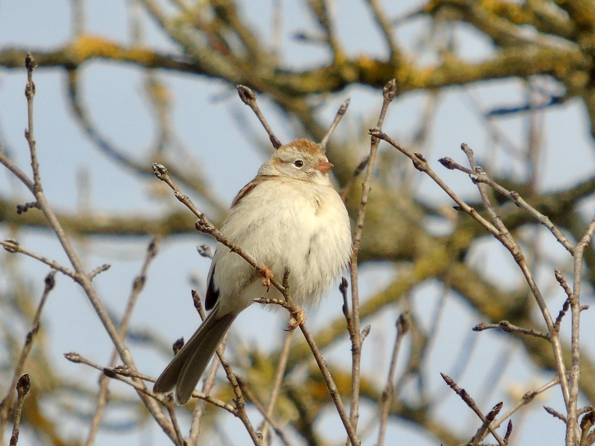Field Sparrow - ML634289341