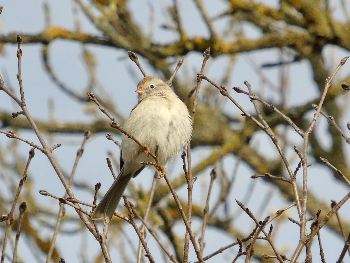 Field Sparrow - ML634289343