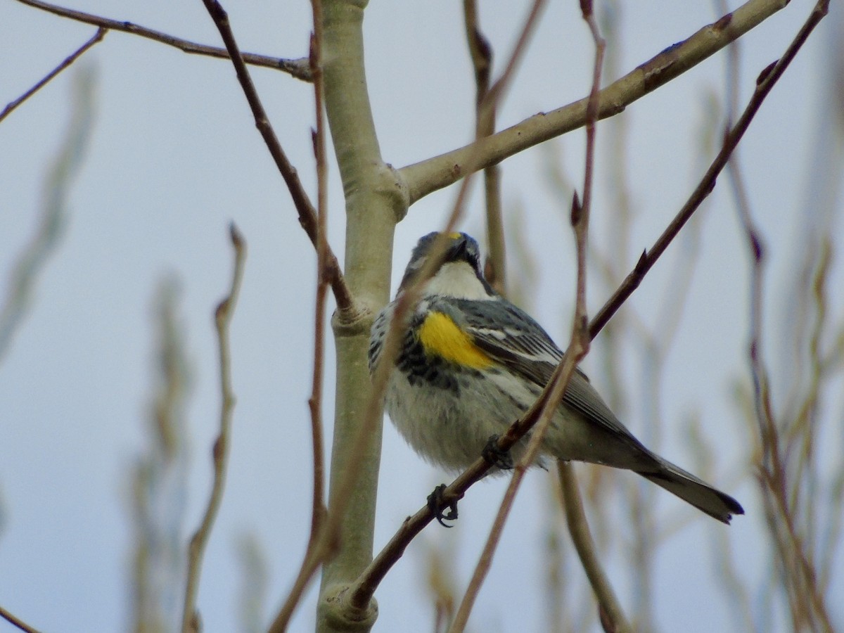Yellow-rumped Warbler - ML634289359