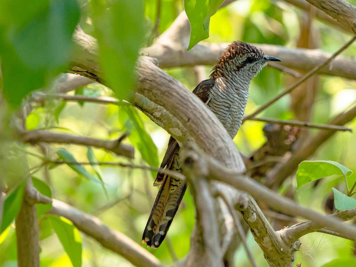 vatregjøk - ML634289413