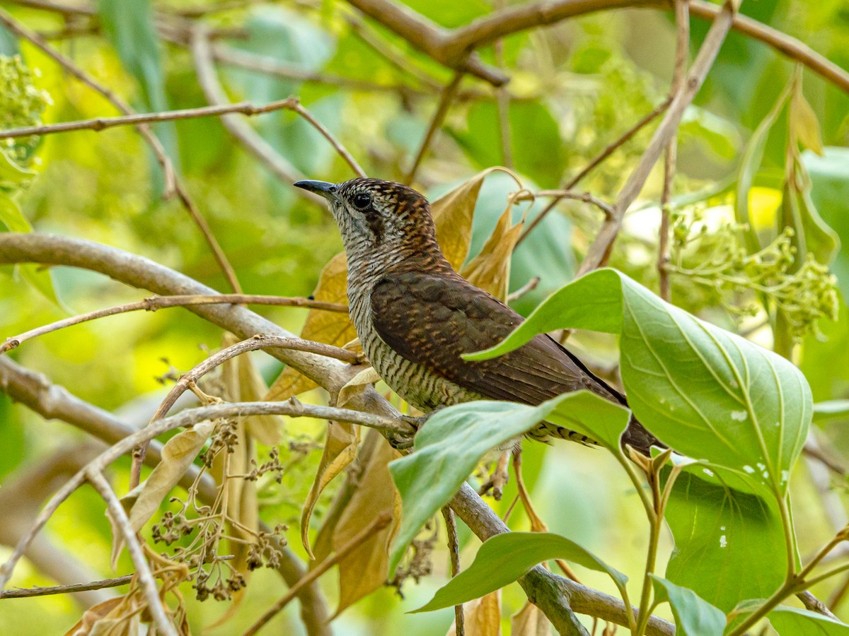 vatregjøk - ML634289414