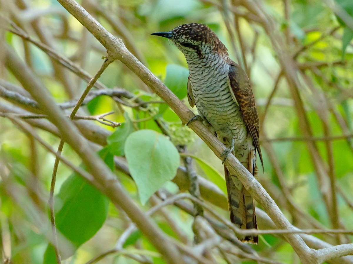 vatregjøk - ML634289415