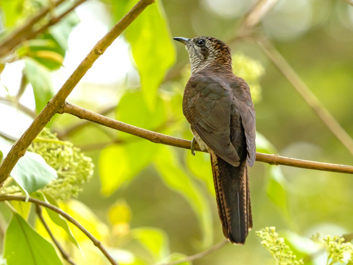 vatregjøk - ML634289416