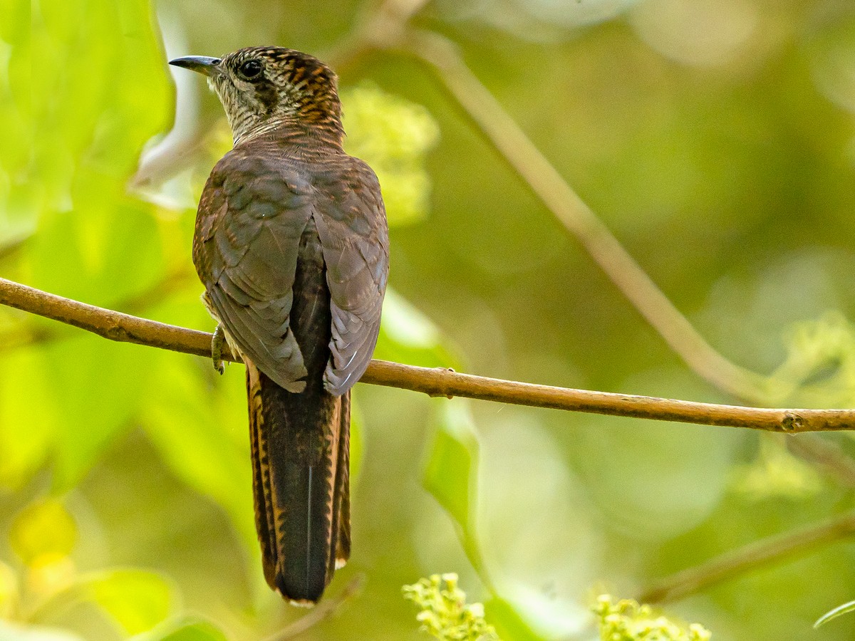 vatregjøk - ML634289417