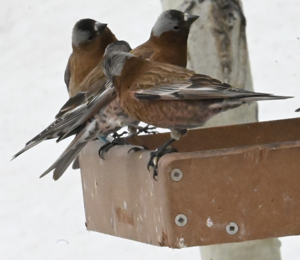 rosy-finch sp. - ML634289451