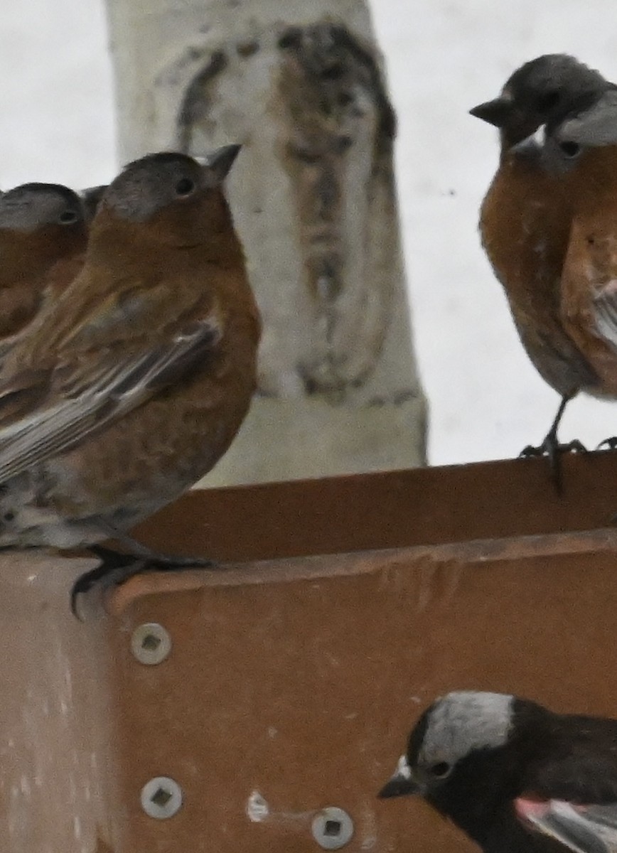 rosy-finch sp. - ML634289452