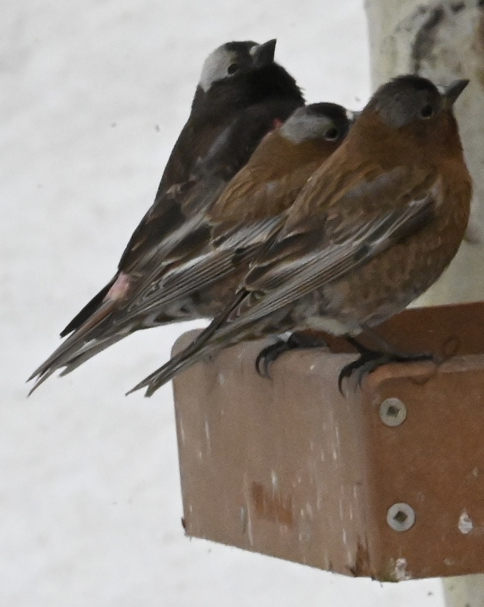 rosy-finch sp. - ML634289453