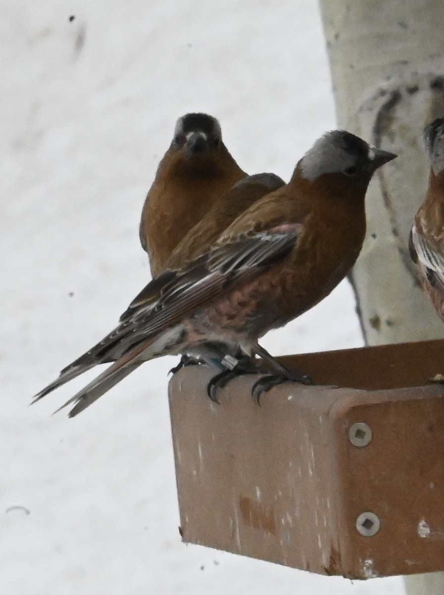 rosy-finch sp. - ML634289454