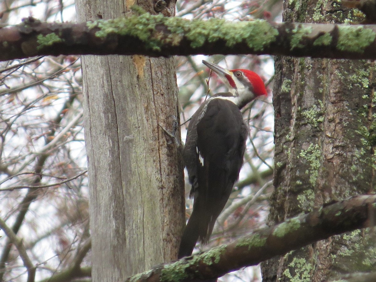 Pileated Woodpecker - ML634289510