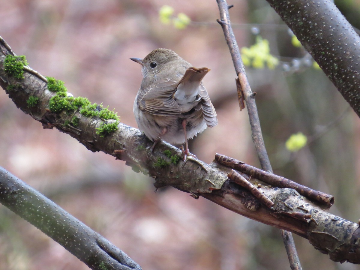 Hermit Thrush (faxoni/crymophilus) - ML634289513