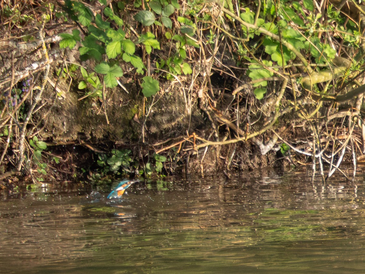 Common Kingfisher - ML634289649