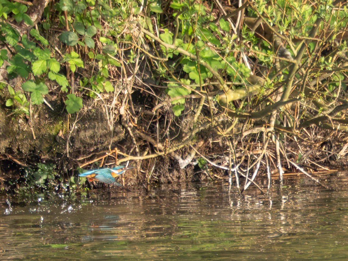 Common Kingfisher - ML634289650