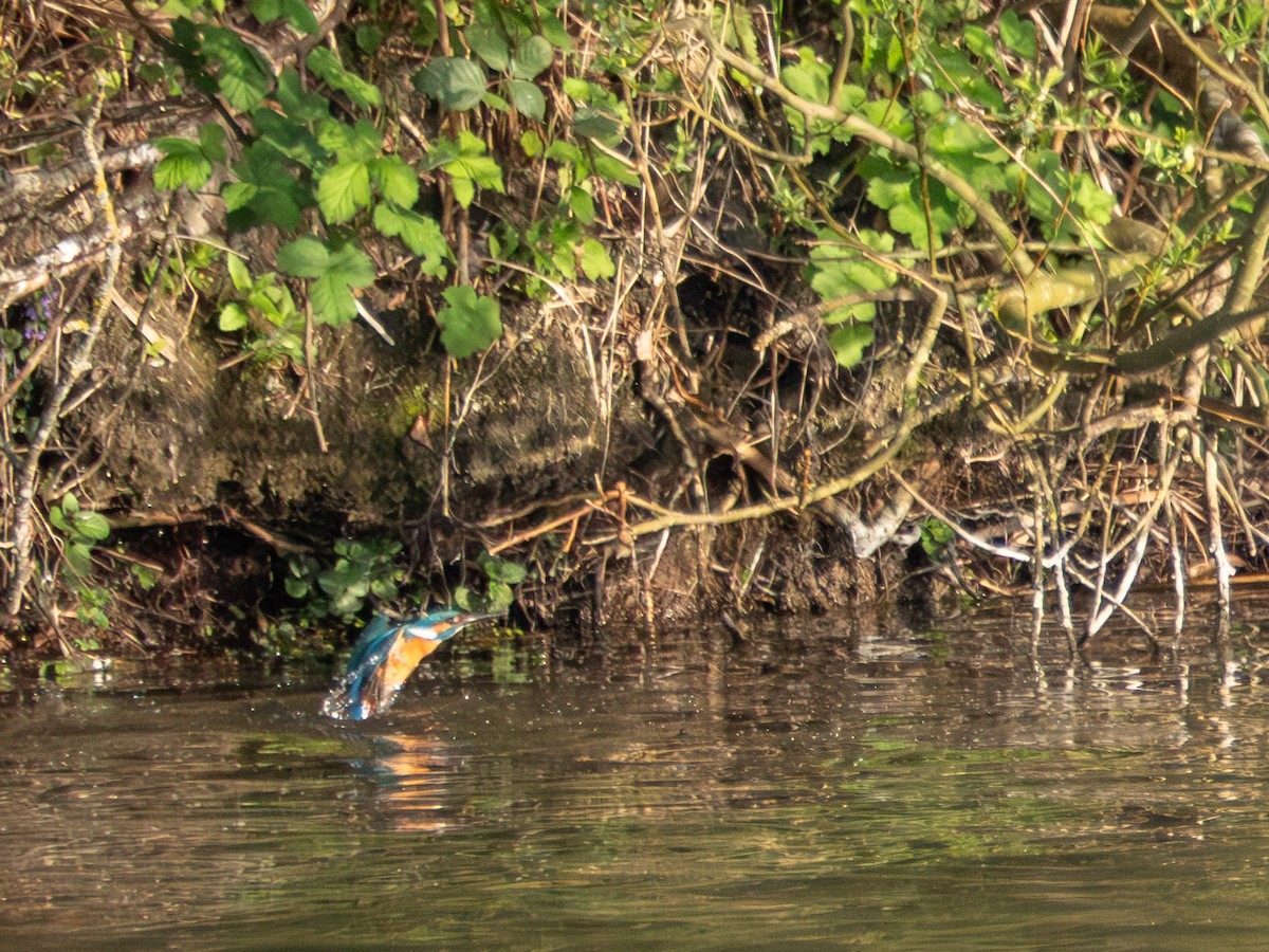 Common Kingfisher - ML634289651
