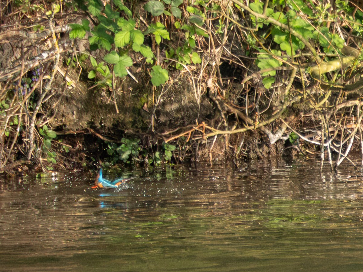 Common Kingfisher - ML634289652