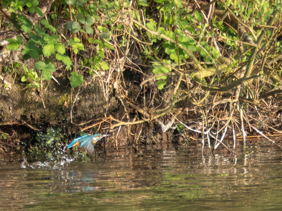 Common Kingfisher - ML634289653