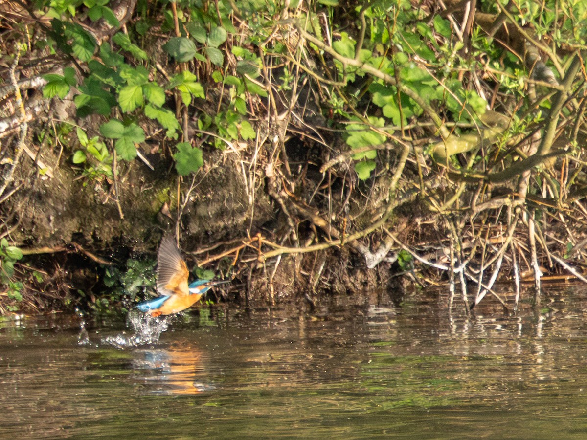 Common Kingfisher - ML634289654