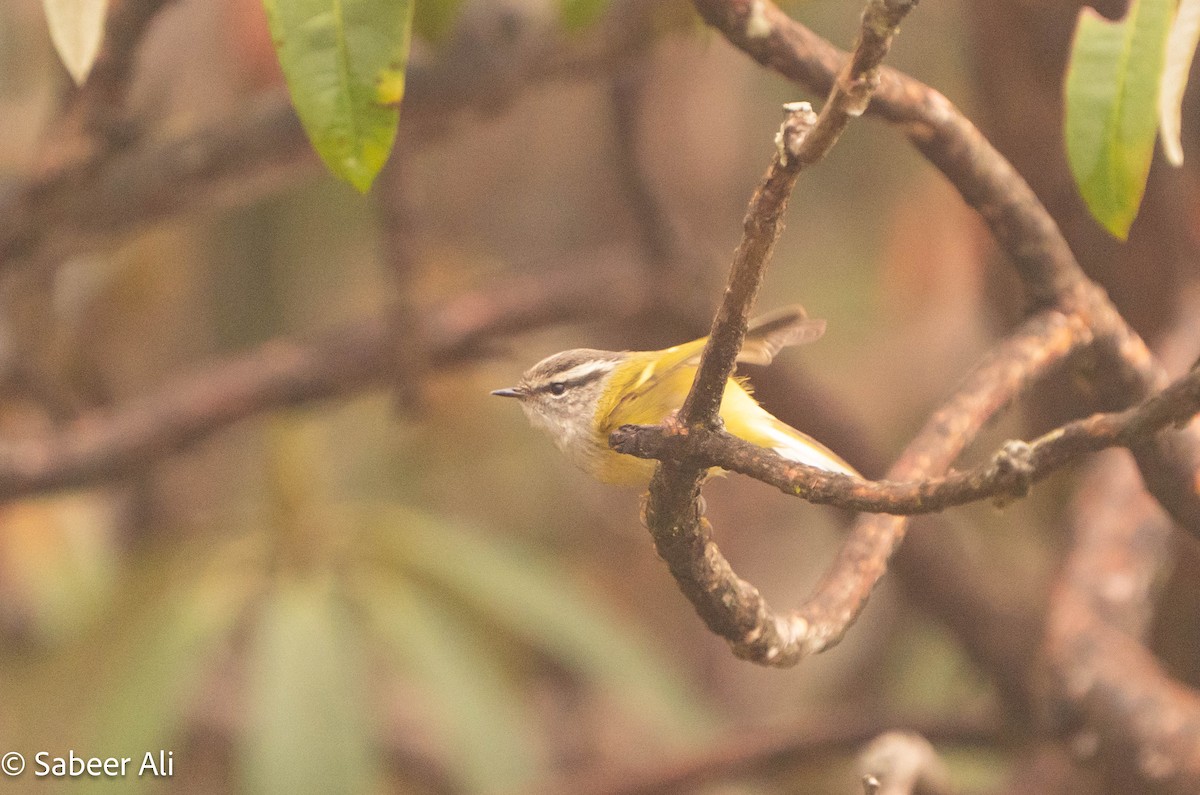 Ashy-throated Warbler - ML634289692