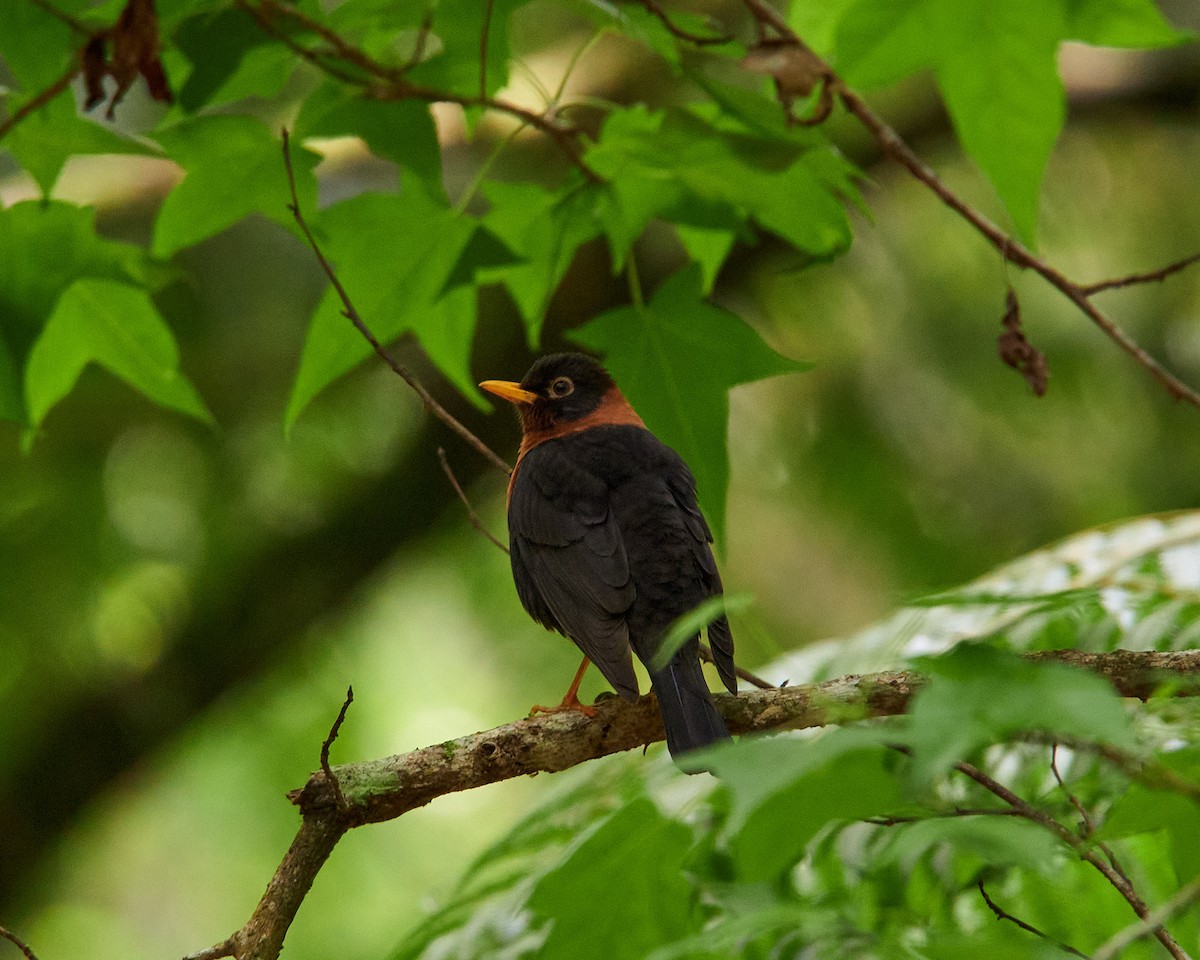 Rufous-collared Robin - ML634289693