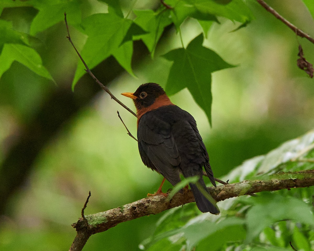 Rufous-collared Robin - ML634289726