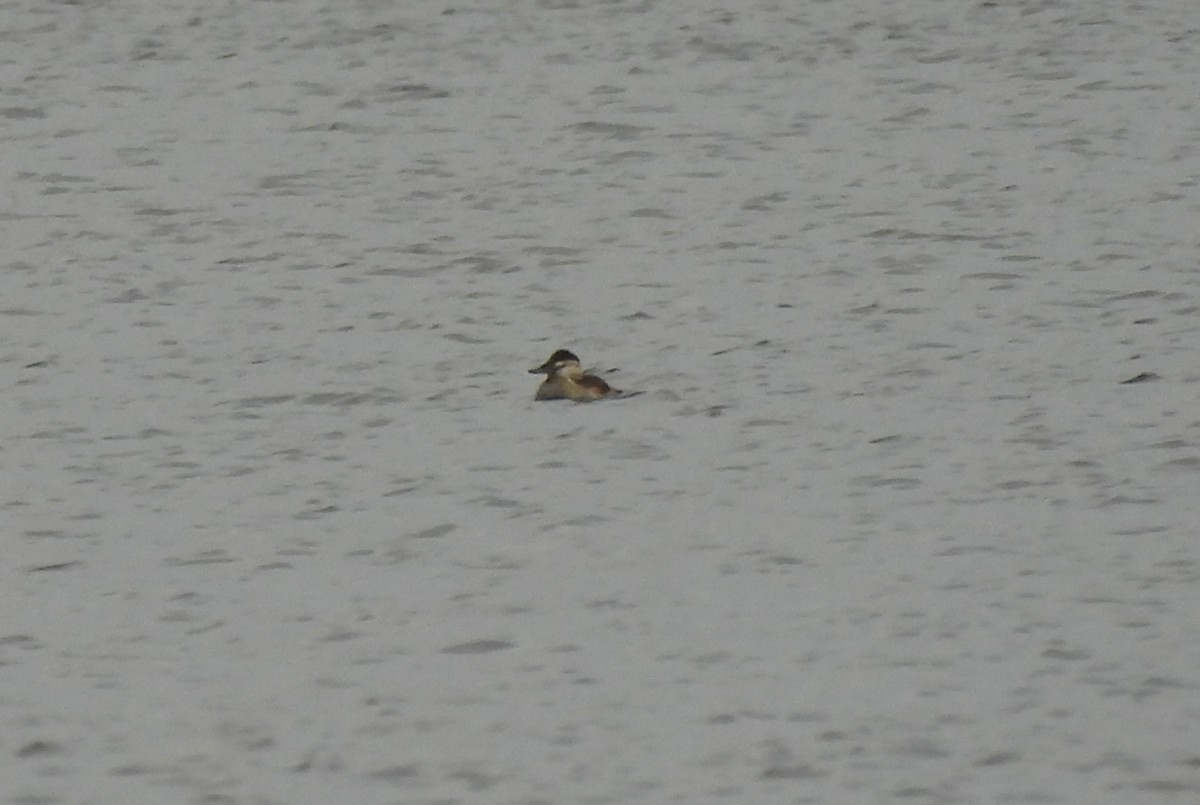 Ruddy Duck - ML634289736