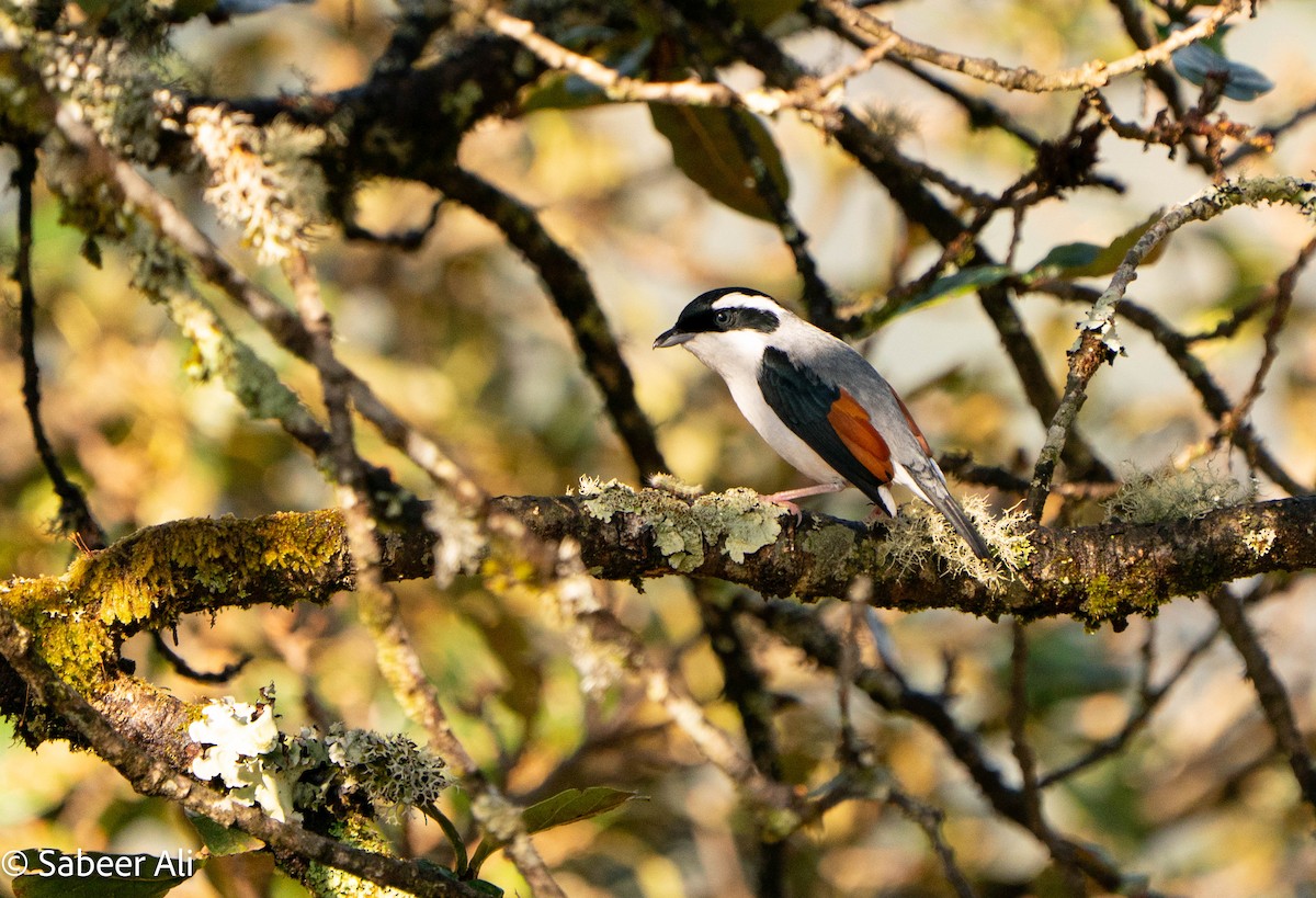 White-browed Shrike-Babbler (Himalayan) - ML634289802