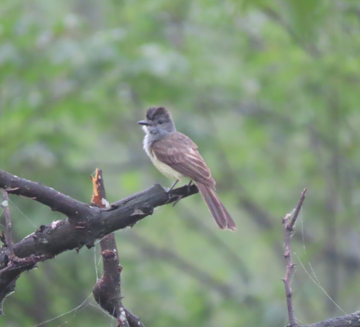 Sooty-crowned Flycatcher - ML634289991