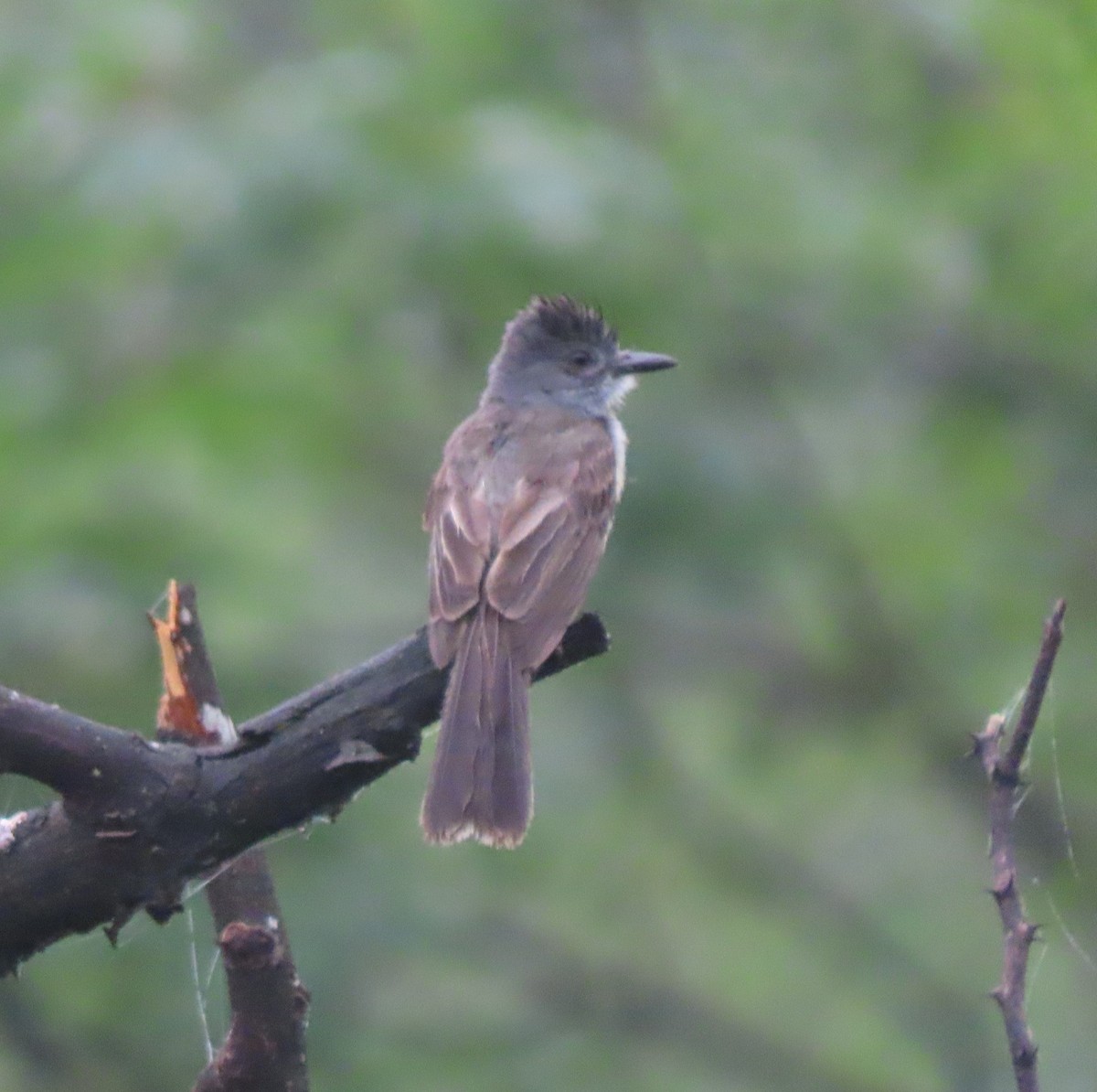 Sooty-crowned Flycatcher - ML634289992