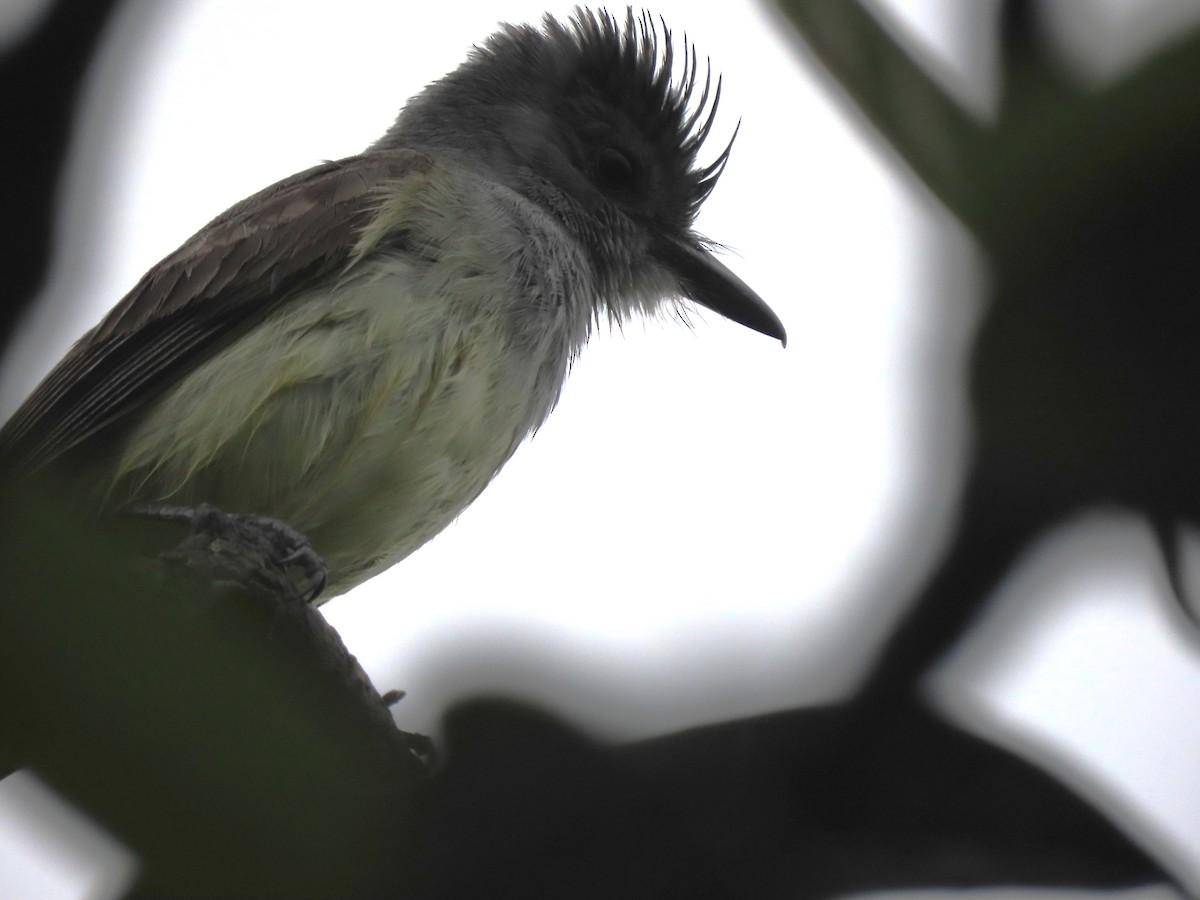 Sooty-crowned Flycatcher - ML634289993