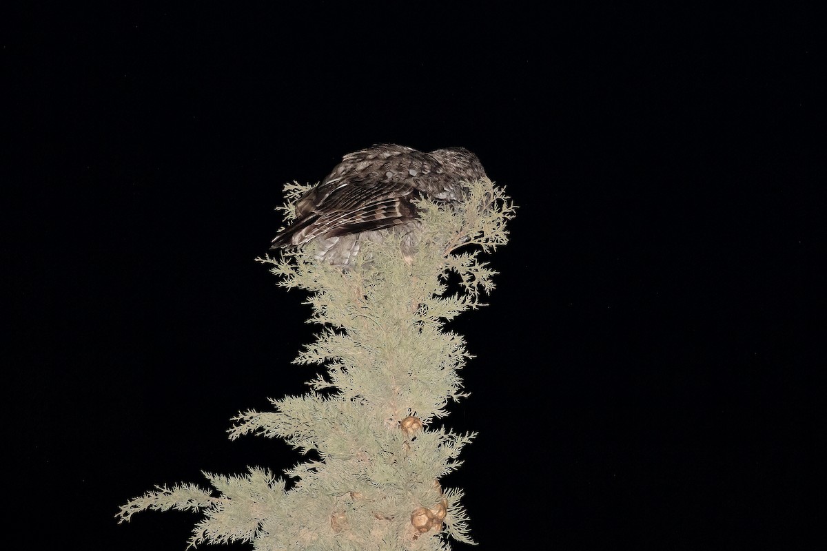Maghreb Owl - ML634290065