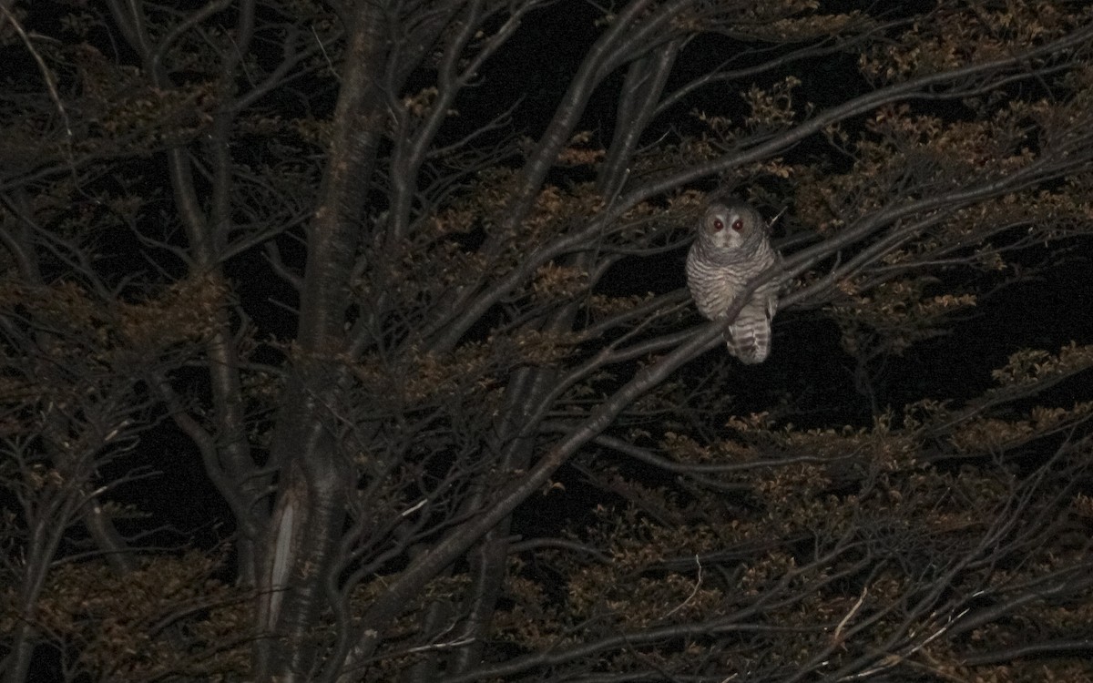 Rufous-legged Owl - ML634290211