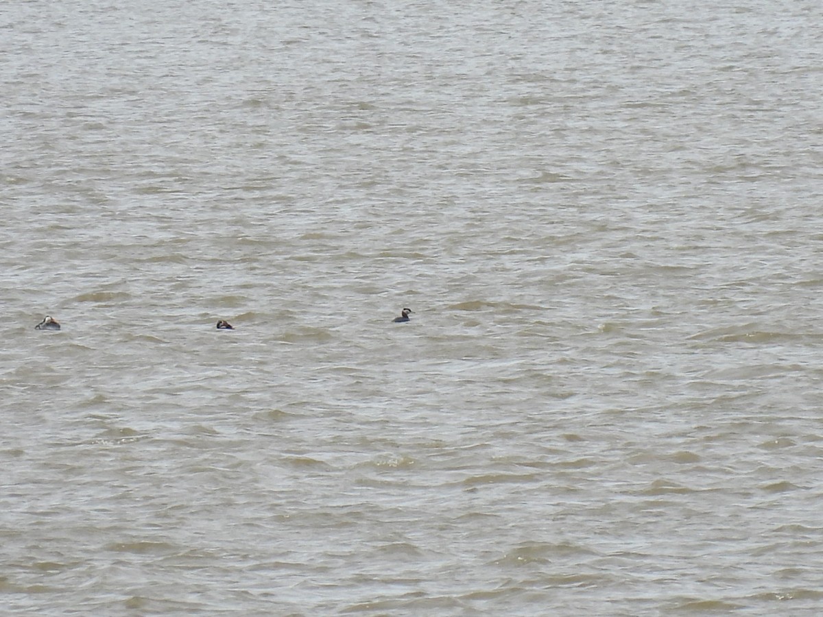 Red-necked Grebe - ML634290222