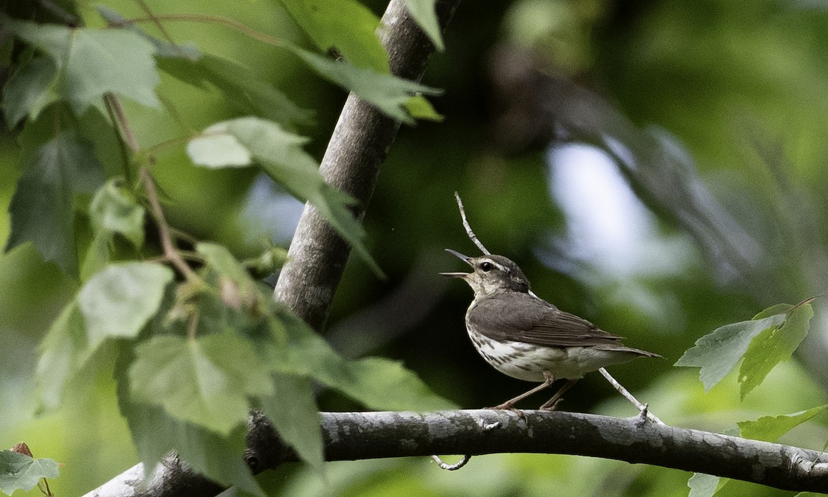 Louisiana Waterthrush - ML634290233