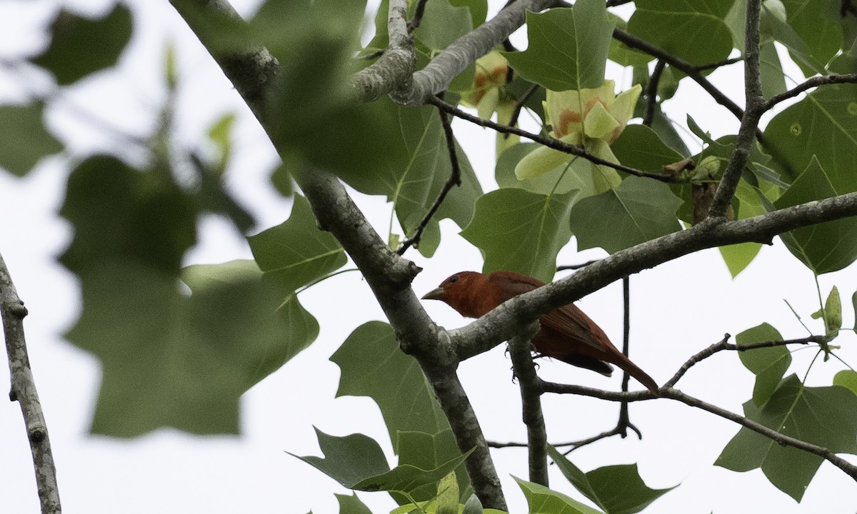 Summer Tanager - ML634290248