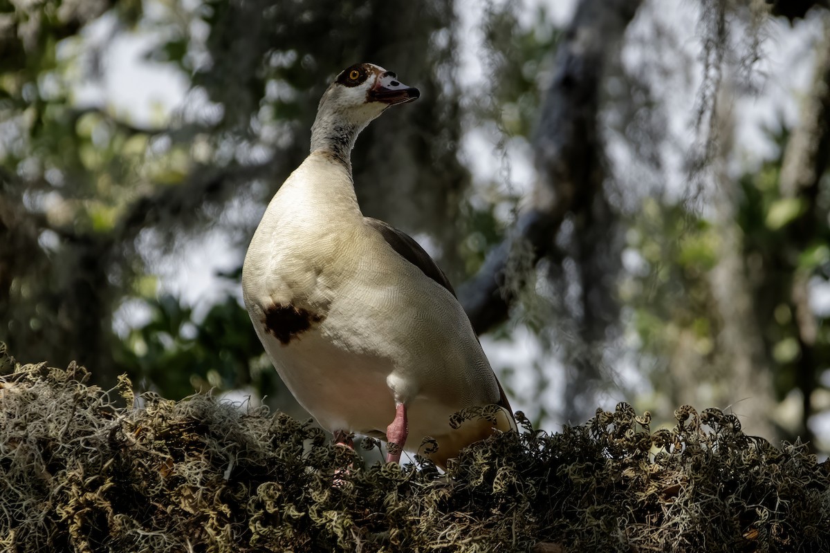 Egyptian Goose - ML634290331
