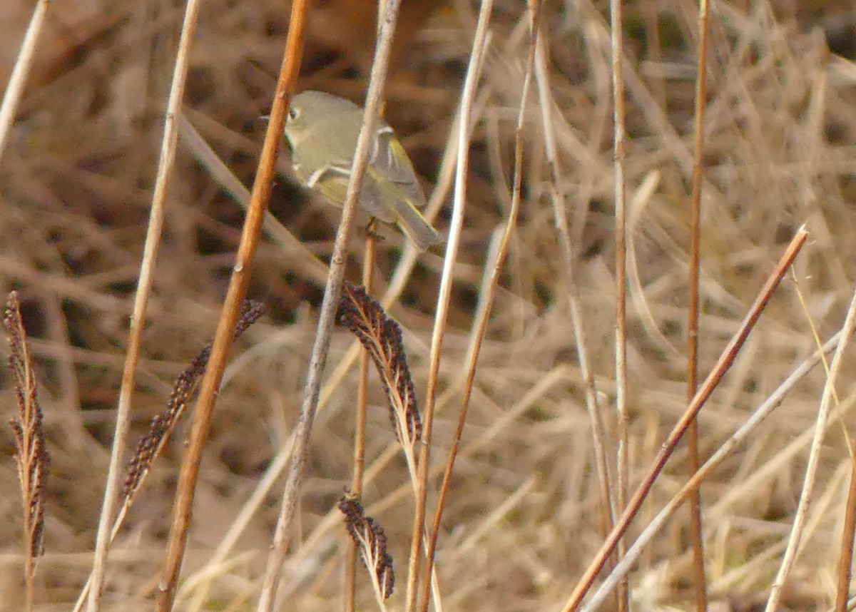 Ruby-crowned Kinglet - ML634290335